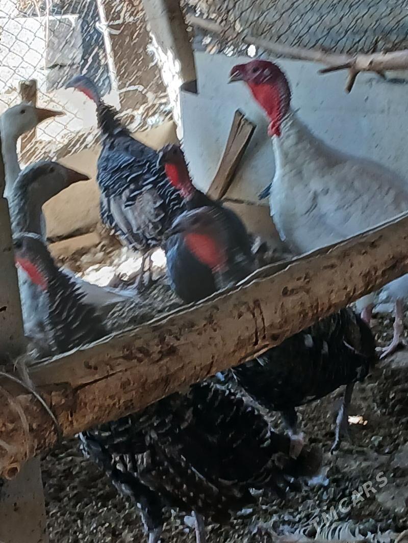 gus gaz induk - Büzmeýin - img 3