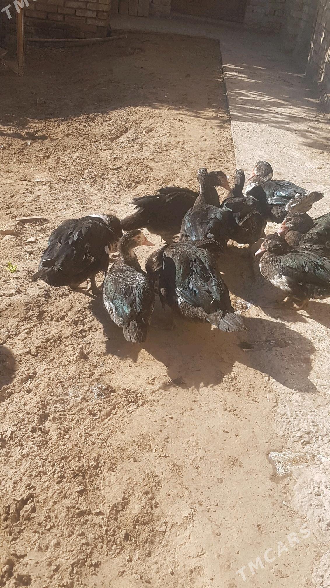 Ördek - Туркменабат - img 1