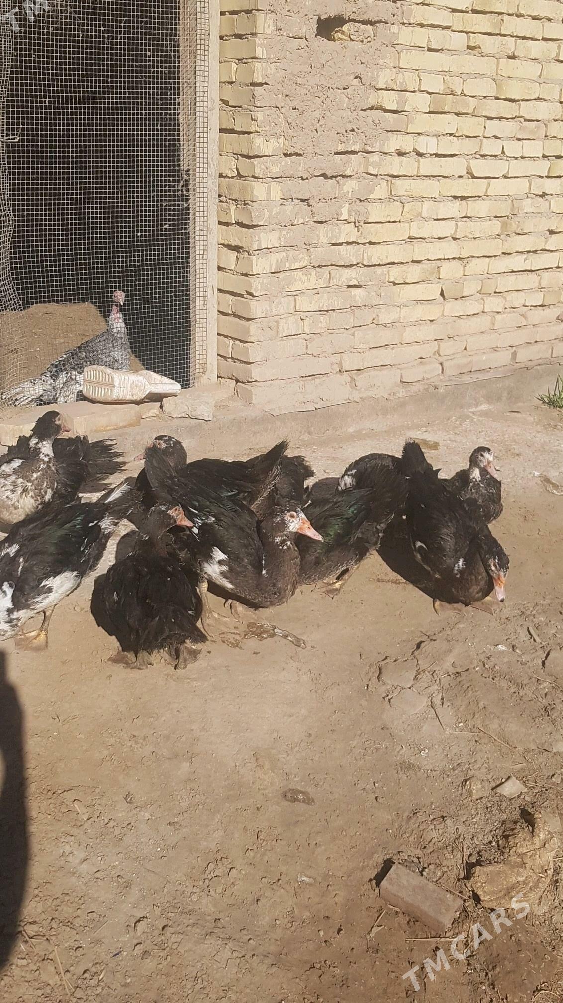 Ördek - Туркменабат - img 6