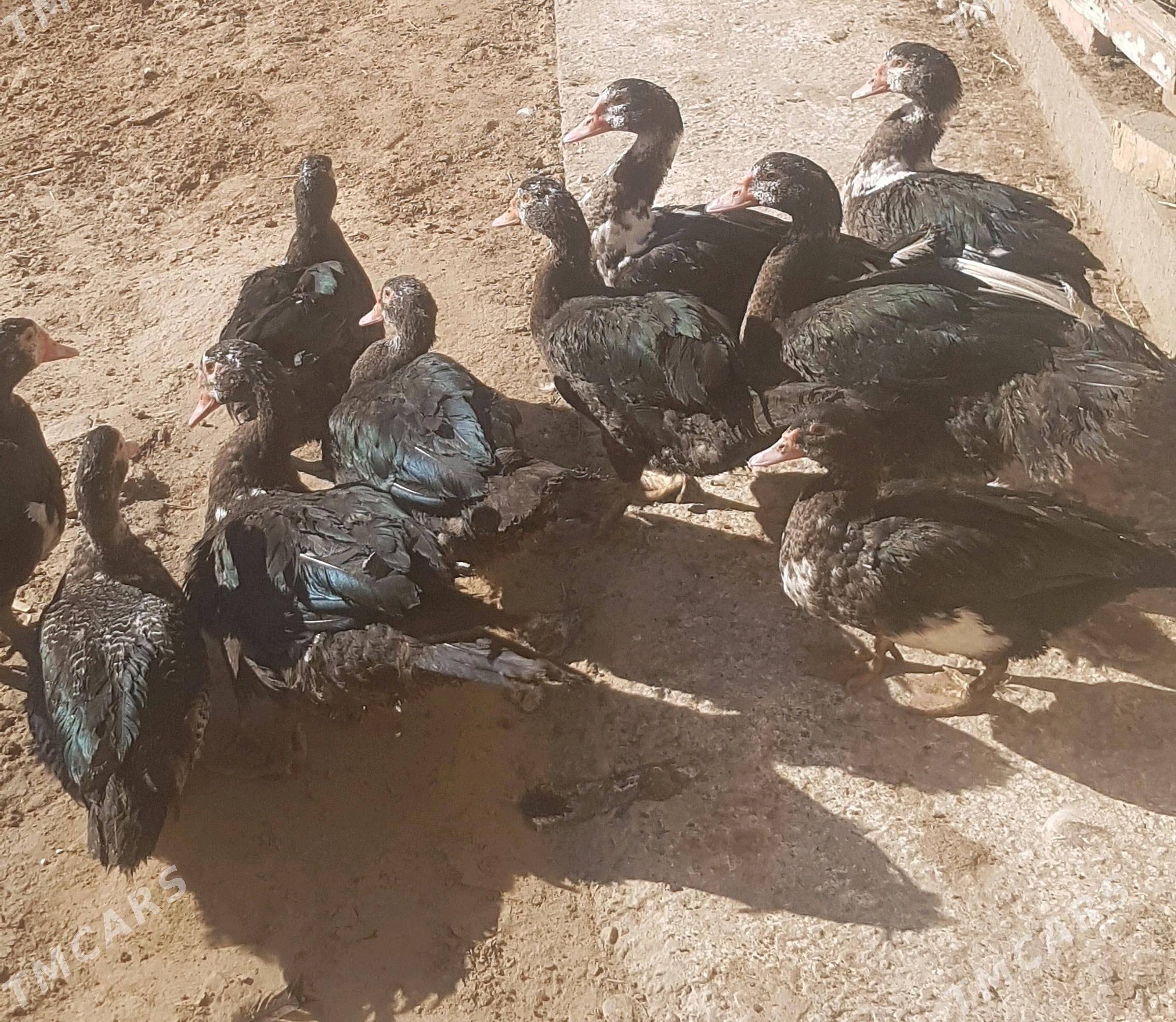 Ördek - Туркменабат - img 4