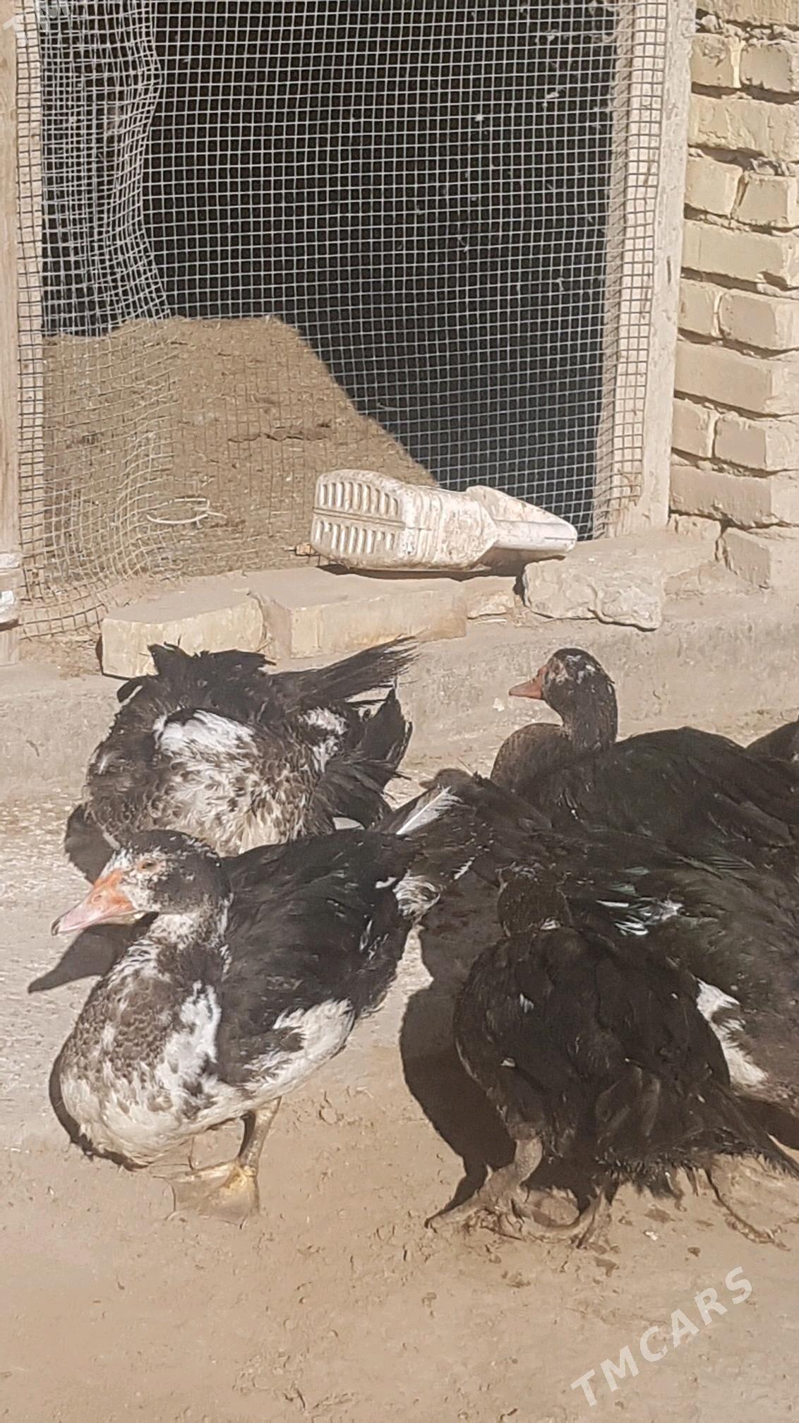 Ördek - Туркменабат - img 3