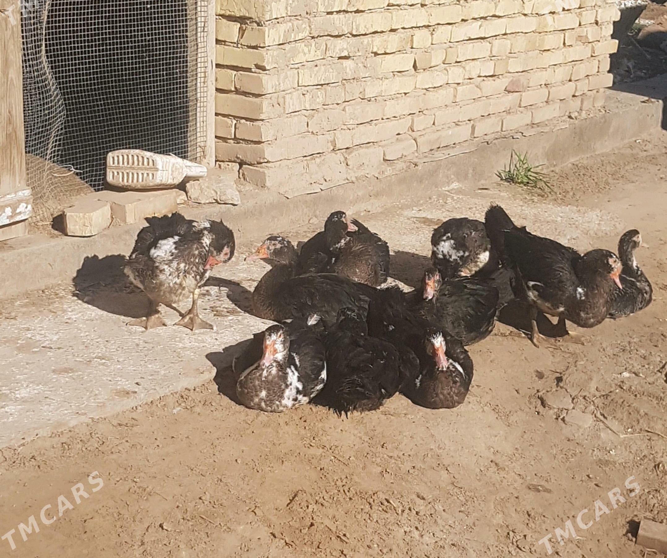 Ördek - Туркменабат - img 5