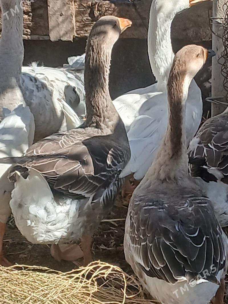 gus gaz induk - Büzmeýin - img 5