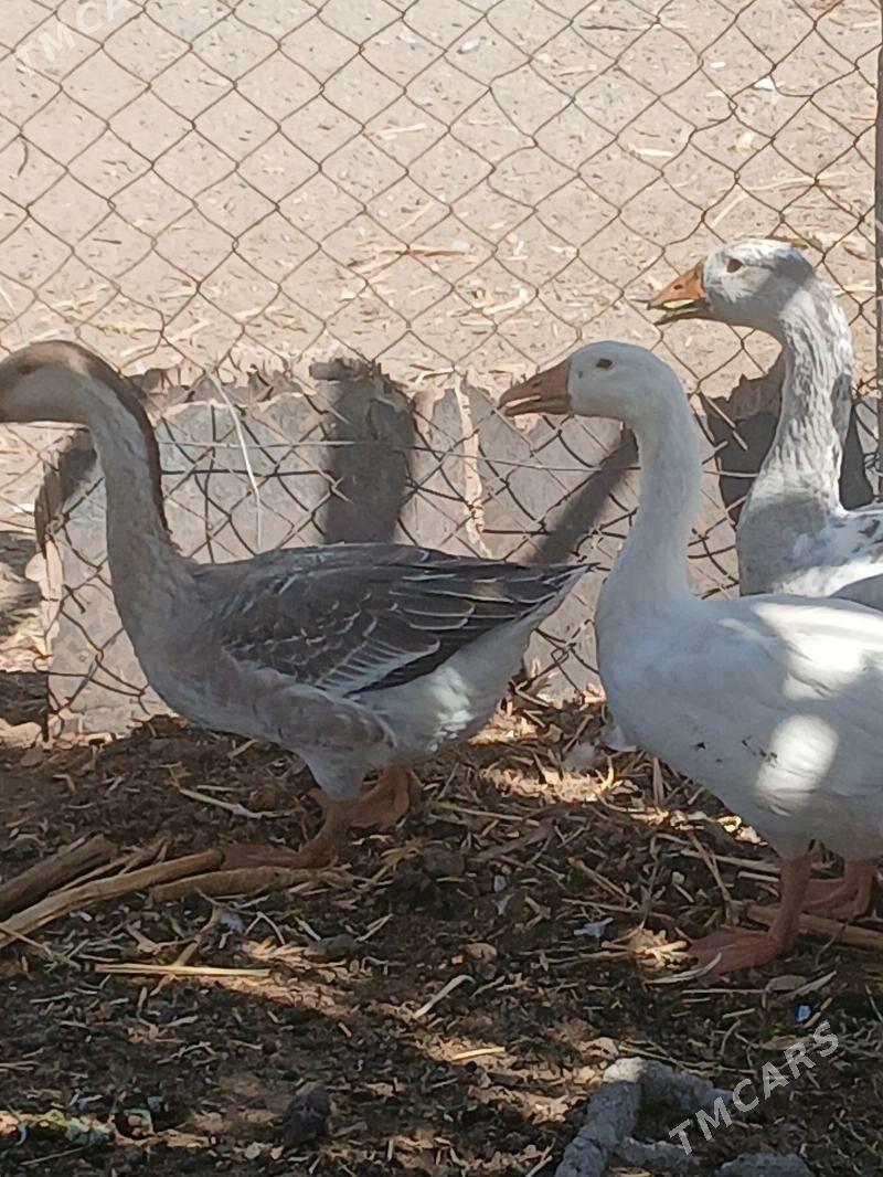 gus gaz induk - Büzmeýin - img 7