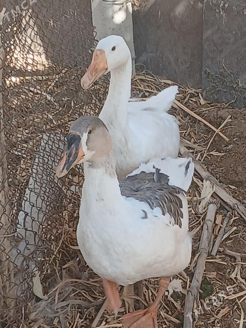 gus gaz induk - Büzmeýin - img 6