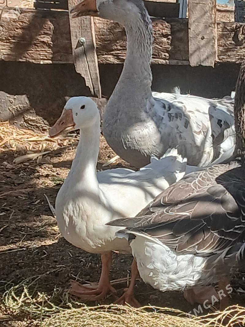 gus gaz induk - Büzmeýin - img 8