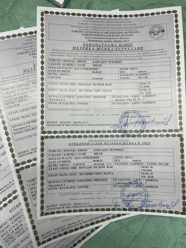 лабрадор - Aşgabat - img 1