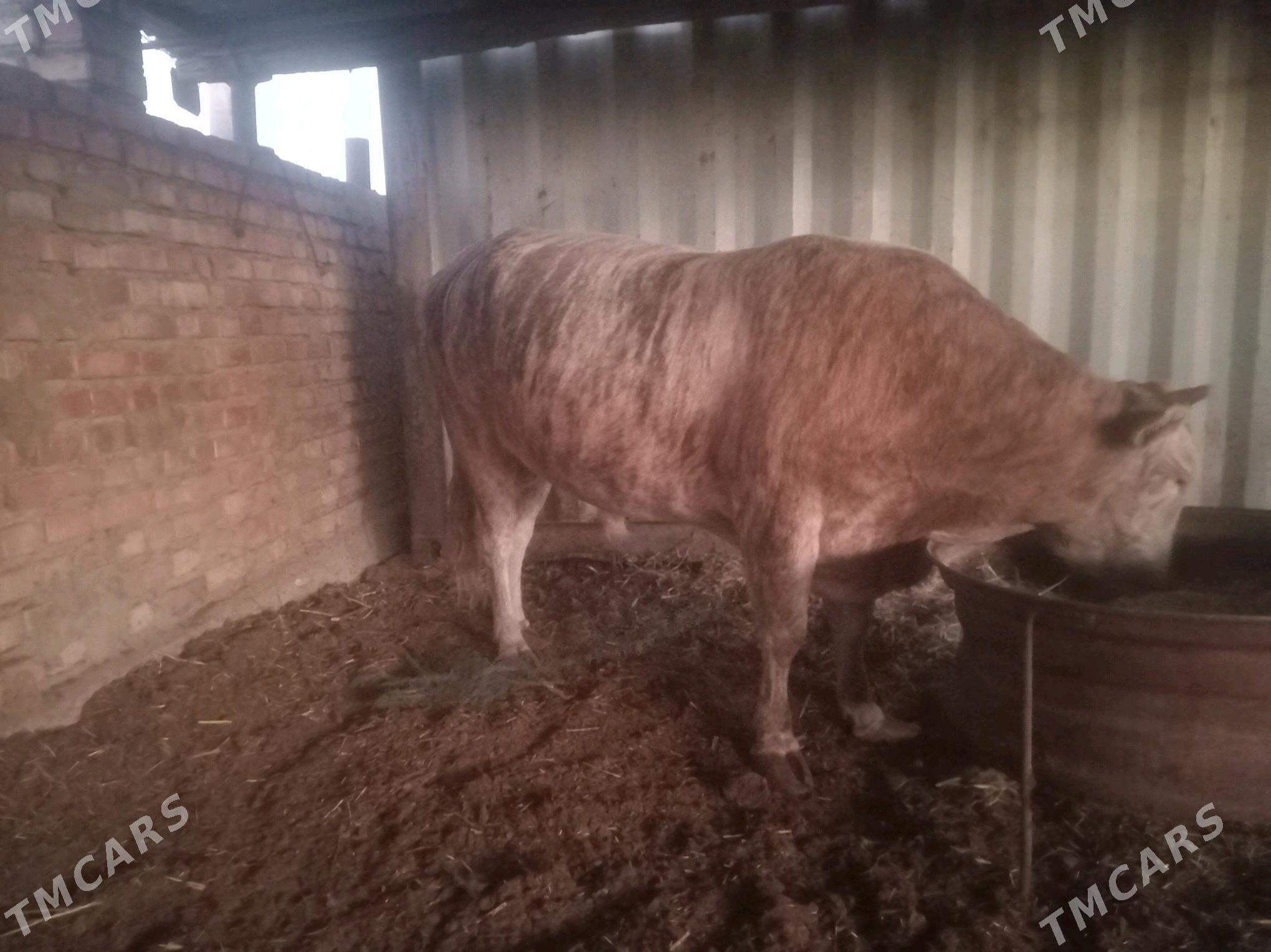 okuz - Бахарден - img 4