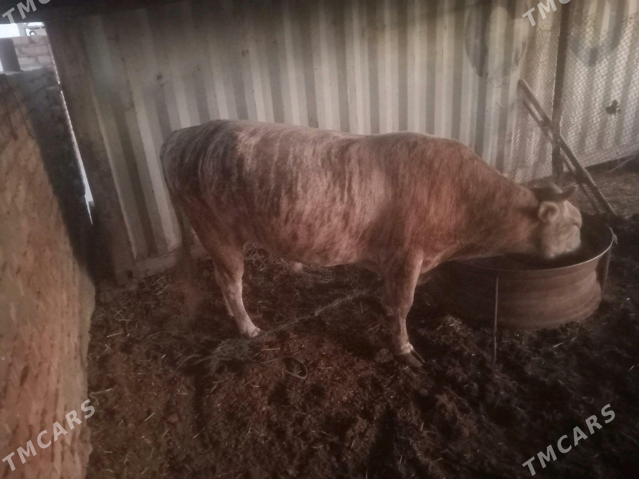 okuz - Бахарден - img 2