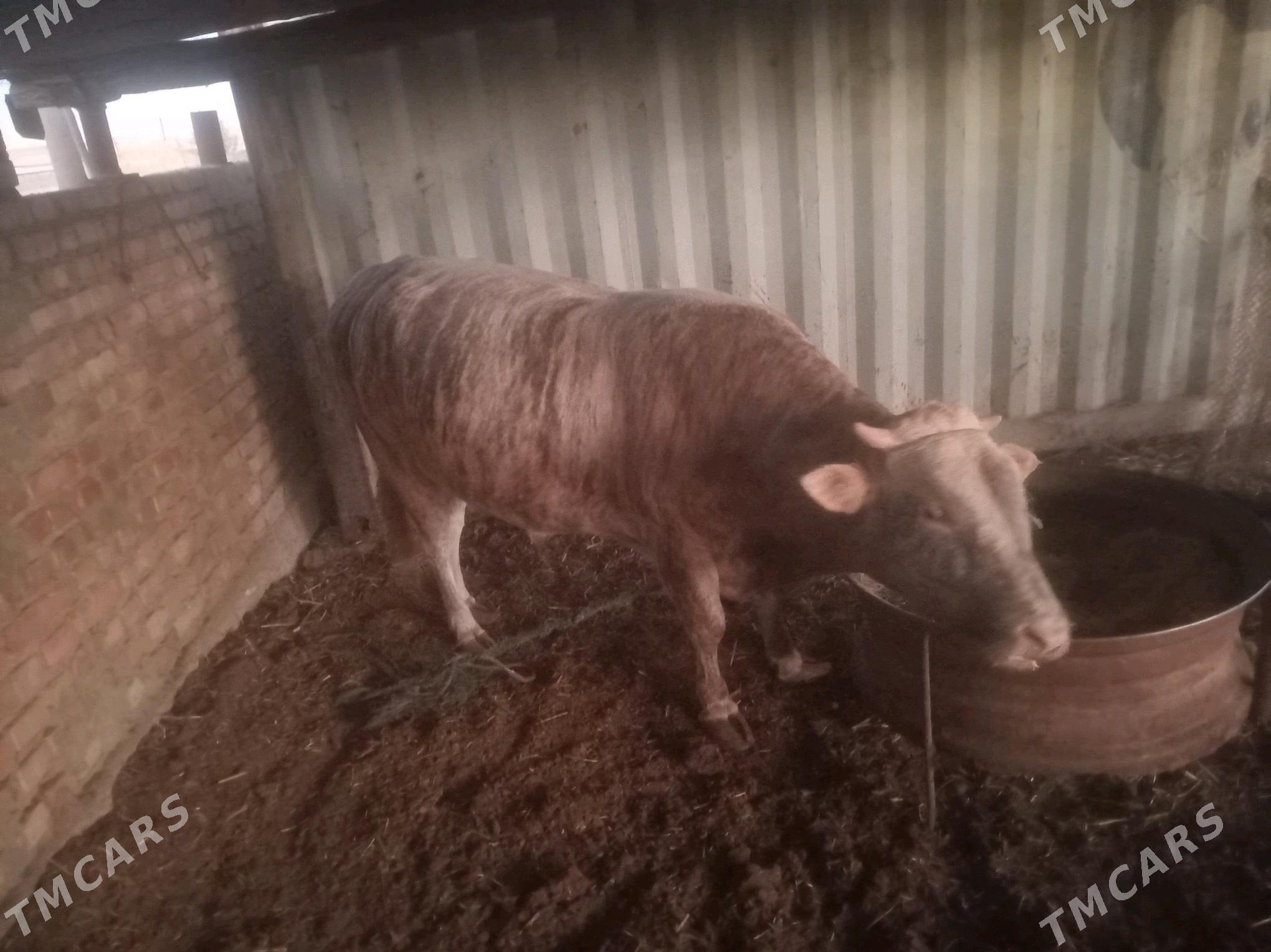 okuz - Бахарден - img 3