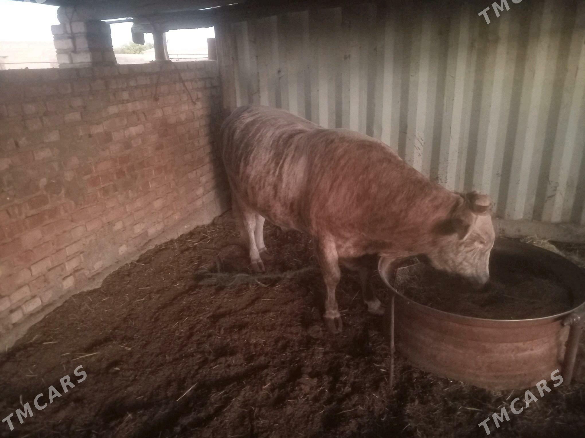 okuz - Бахарден - img 1