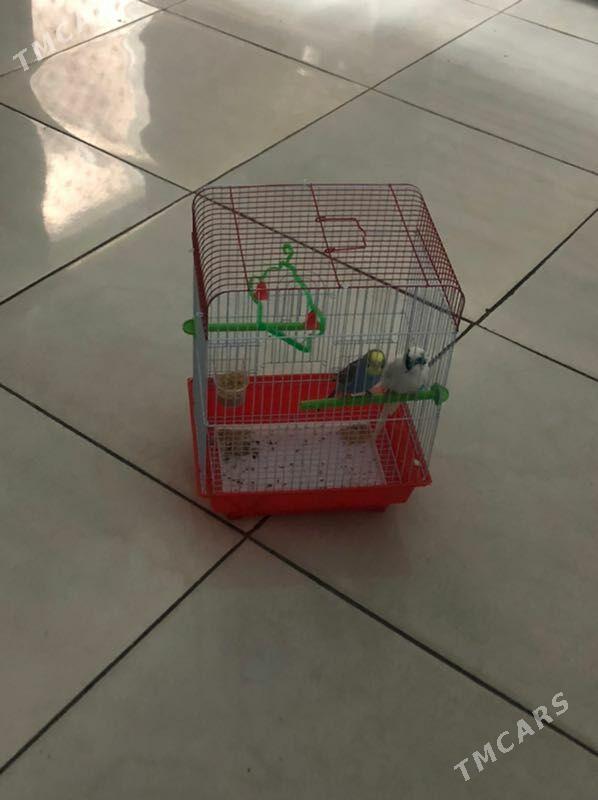 satlyk gus - Türkmenabat - img 2