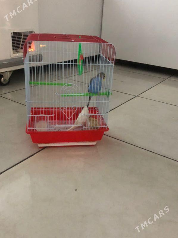 satlyk gus - Türkmenabat - img 1