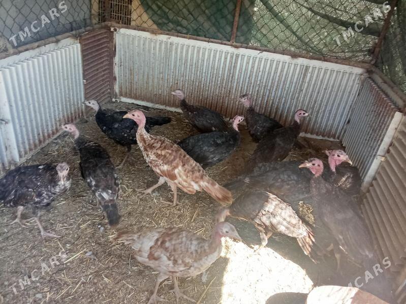 Owgan Induk - Бузмеин - img 1