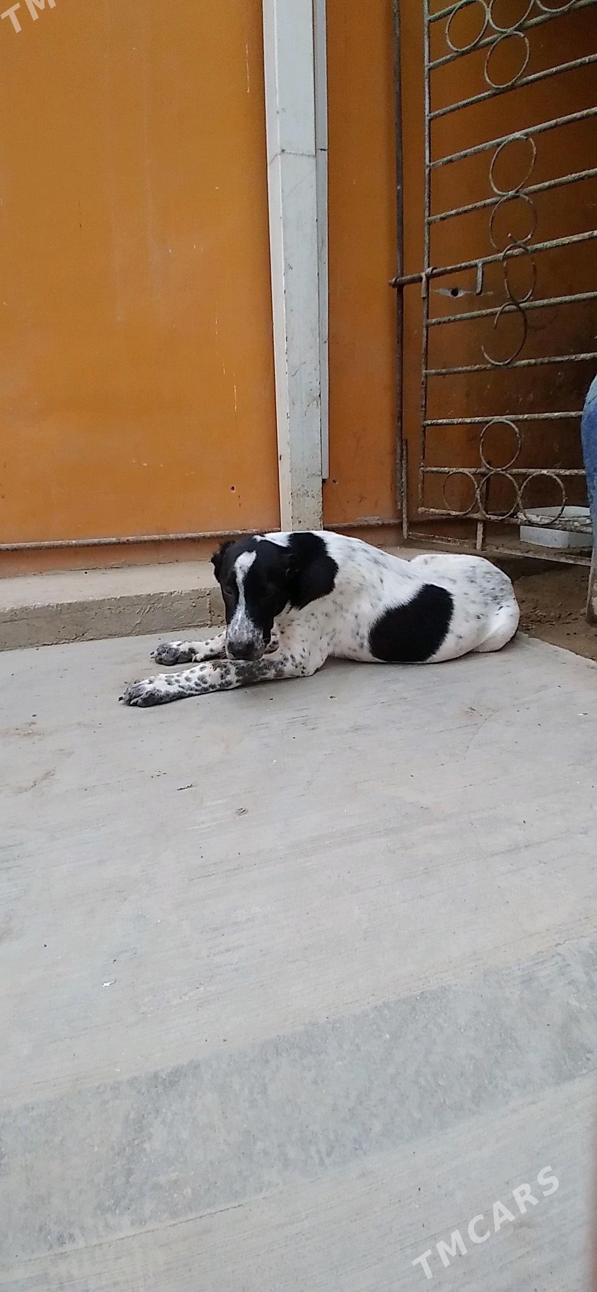 güjük - Gumdag - img 1