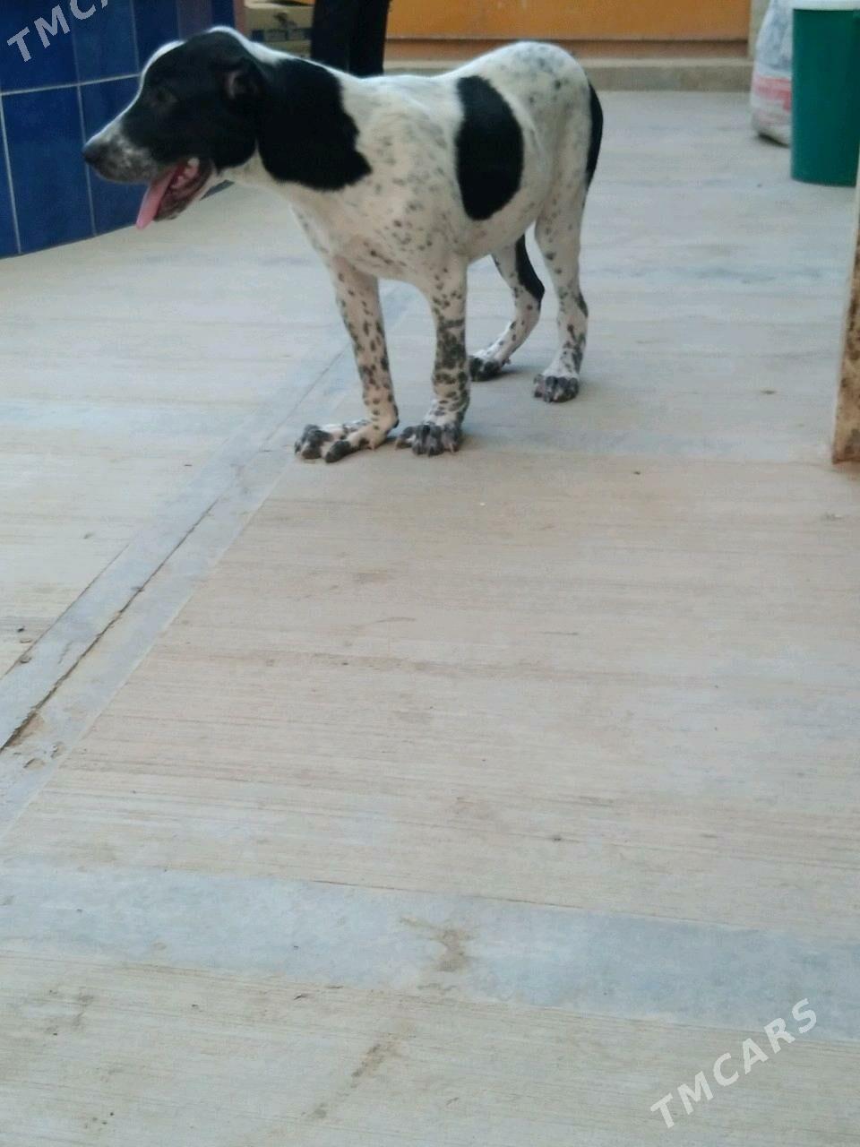 güjük - Gumdag - img 2