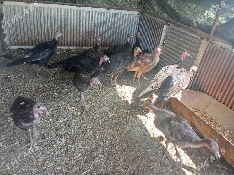 Owgan Induk - Бузмеин - img 2