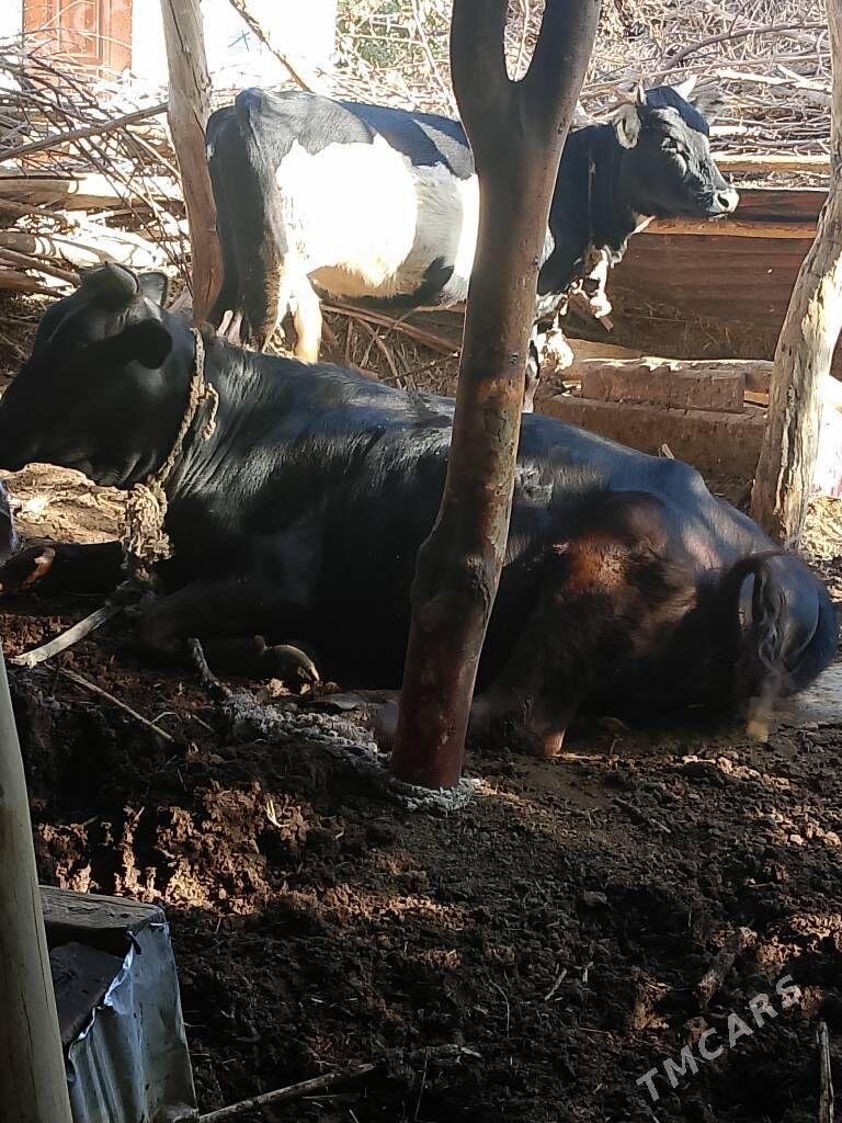 гарышык гунажын 1.6яш - Сакар - img 2