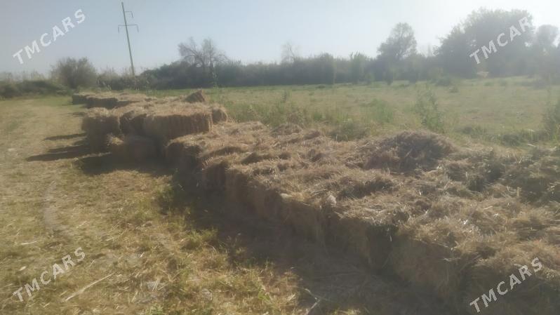 мал оты - Сакар - img 2