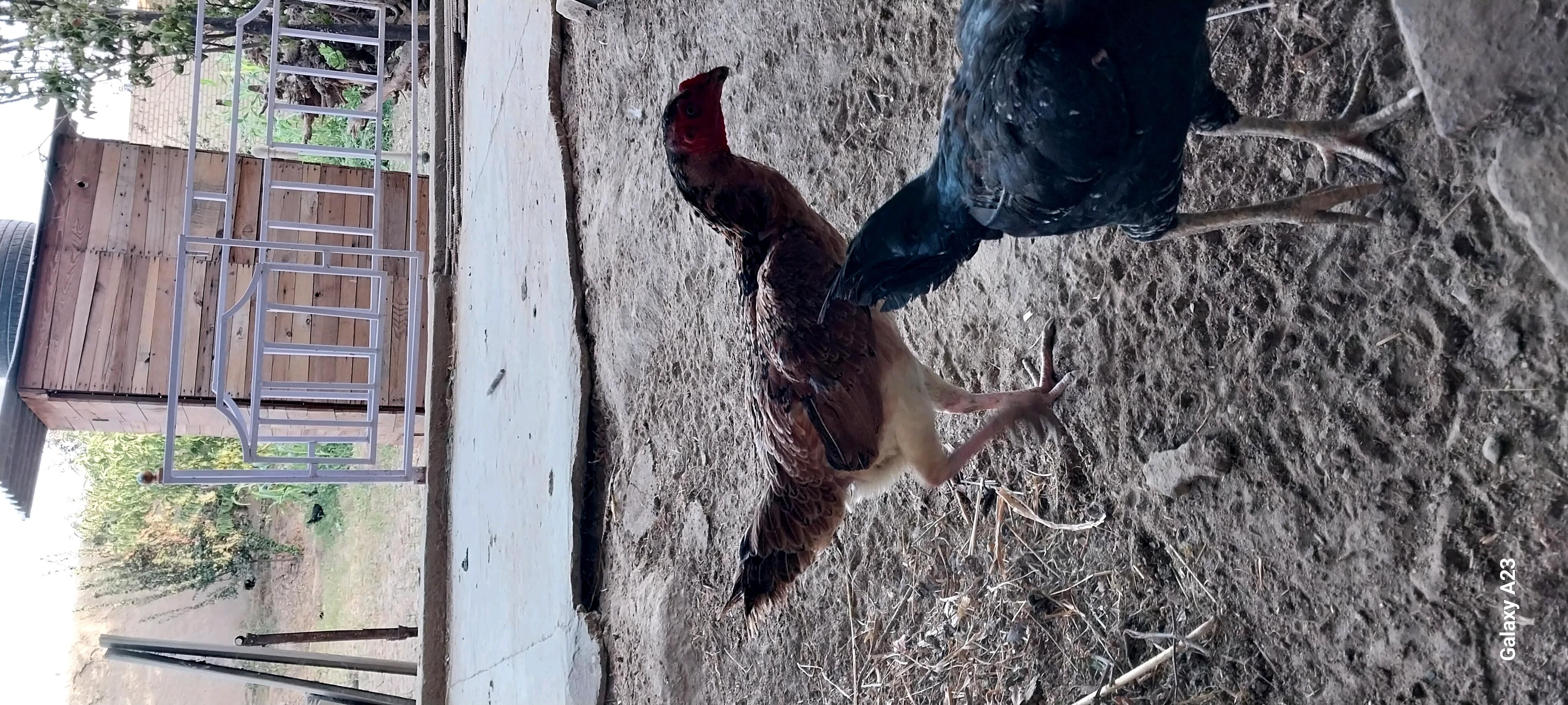 towuk - Халач - img 3