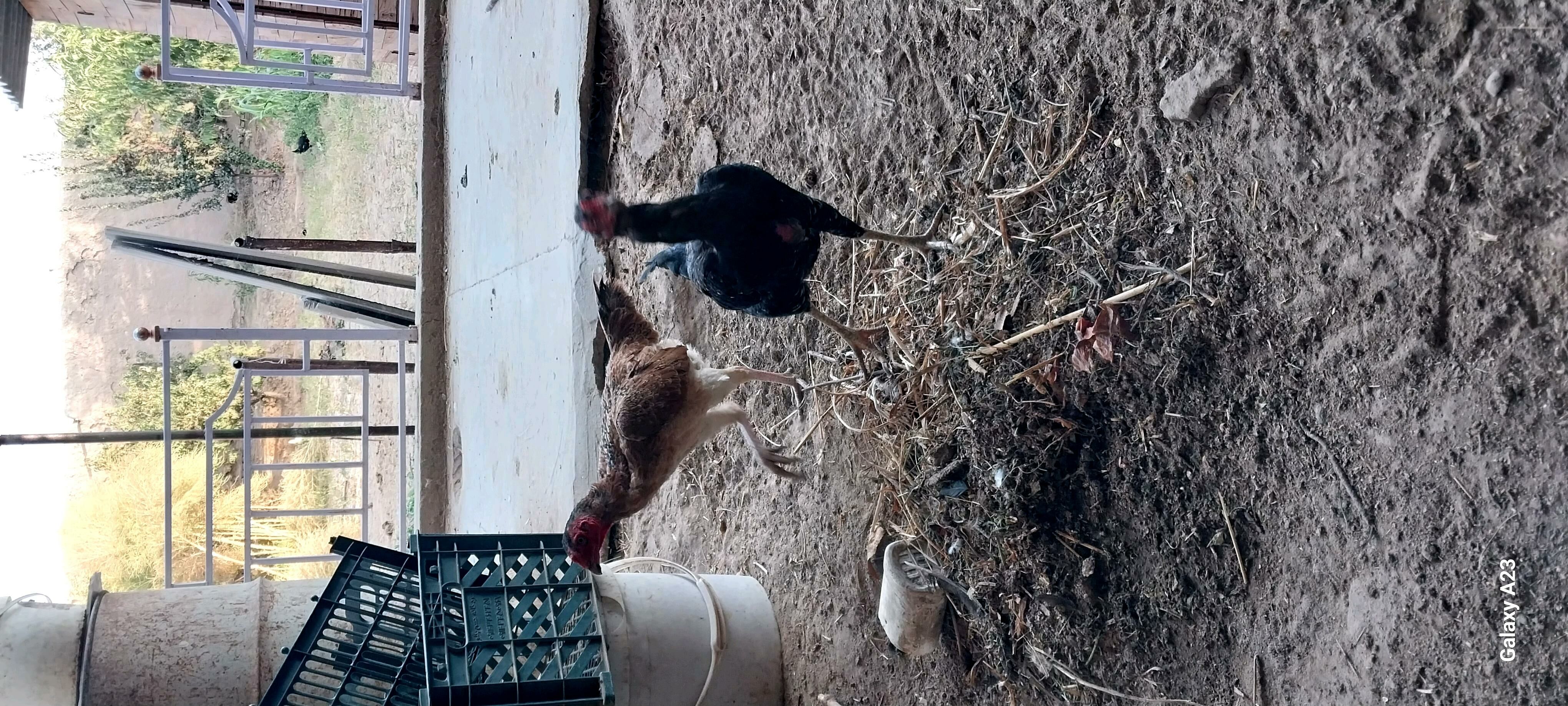 towuk - Халач - img 4