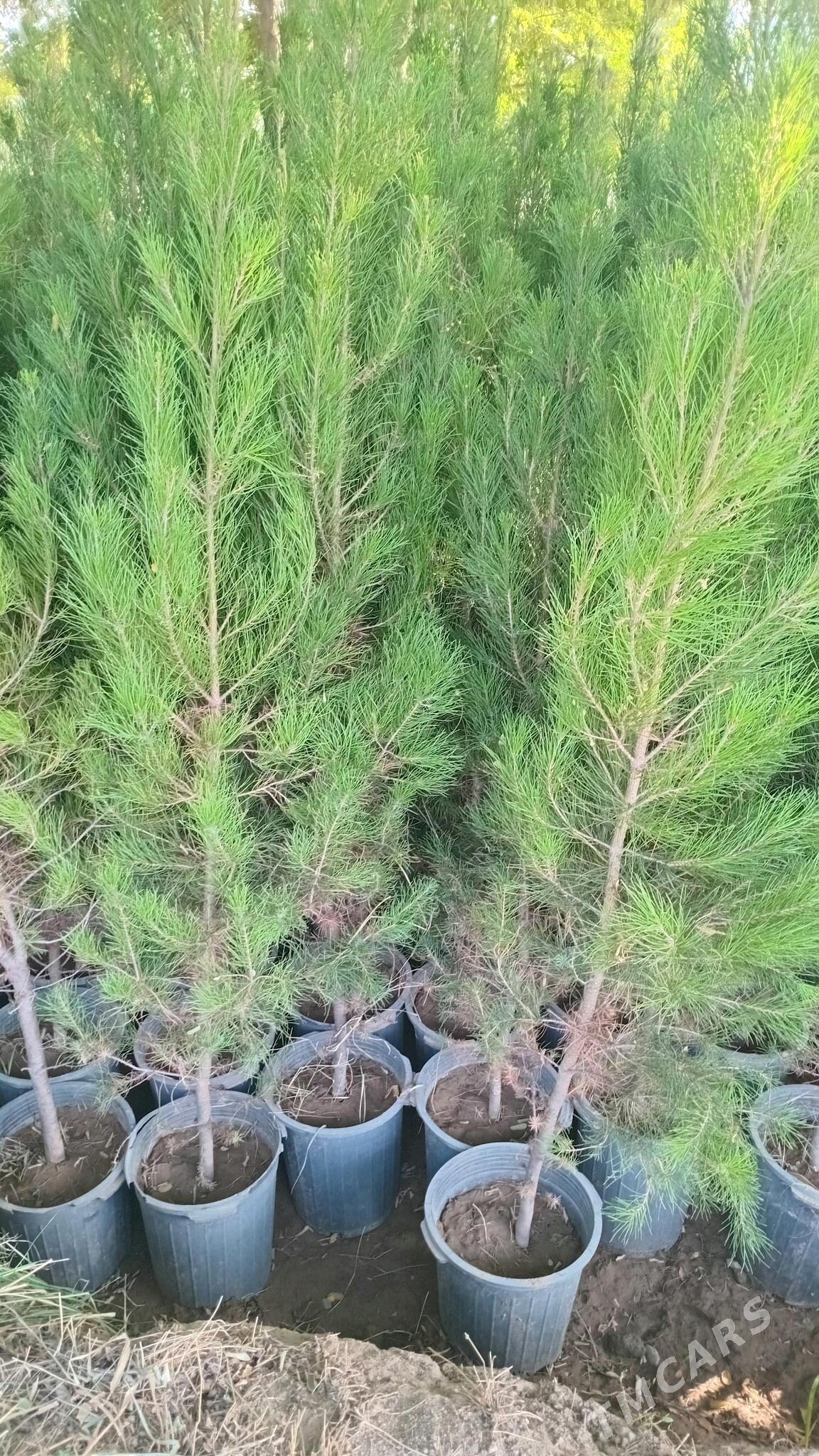 sosna - Бекреве - img 1