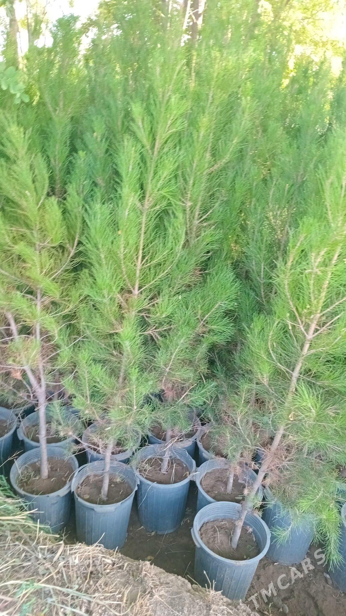 sosna - Бекреве - img 3