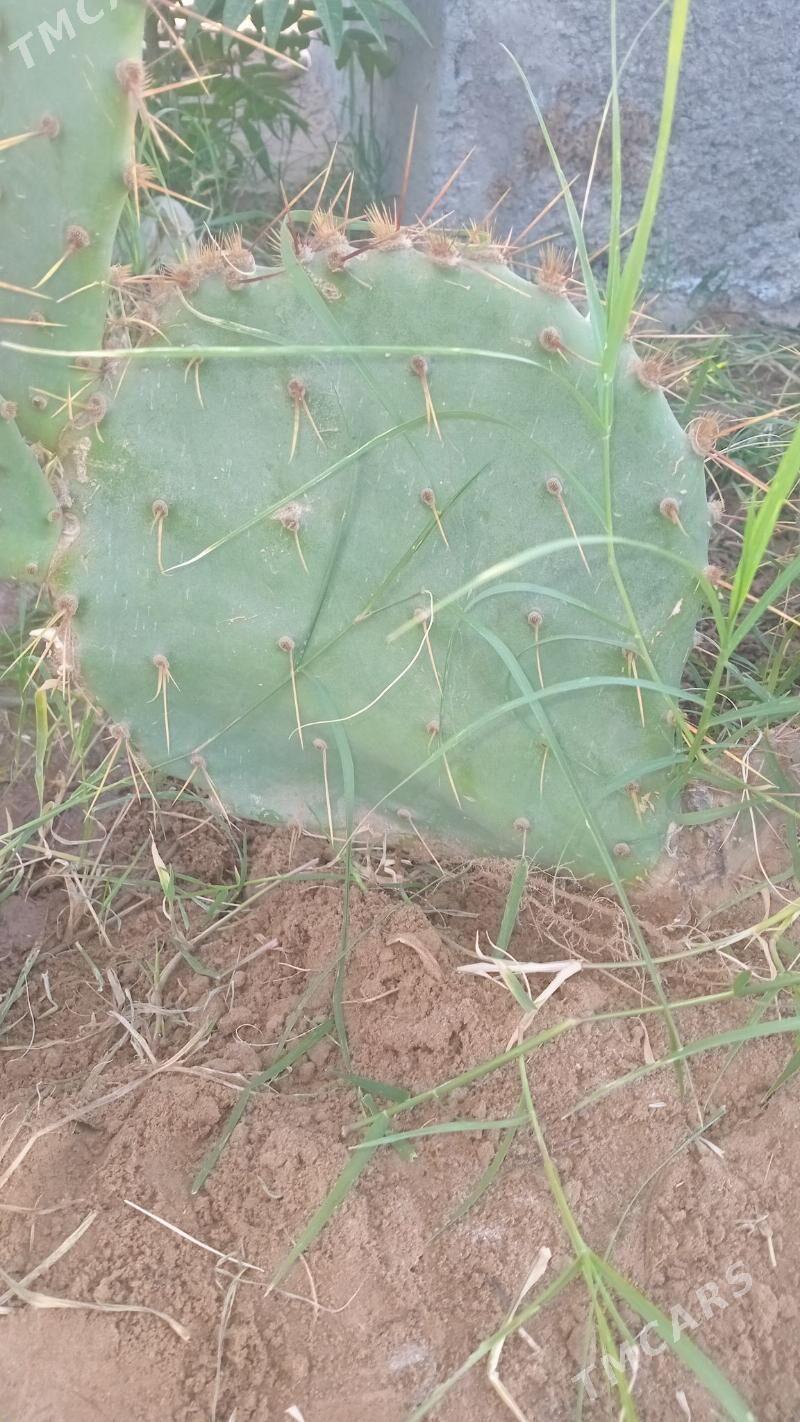 kaktus - Ýolöten - img 3