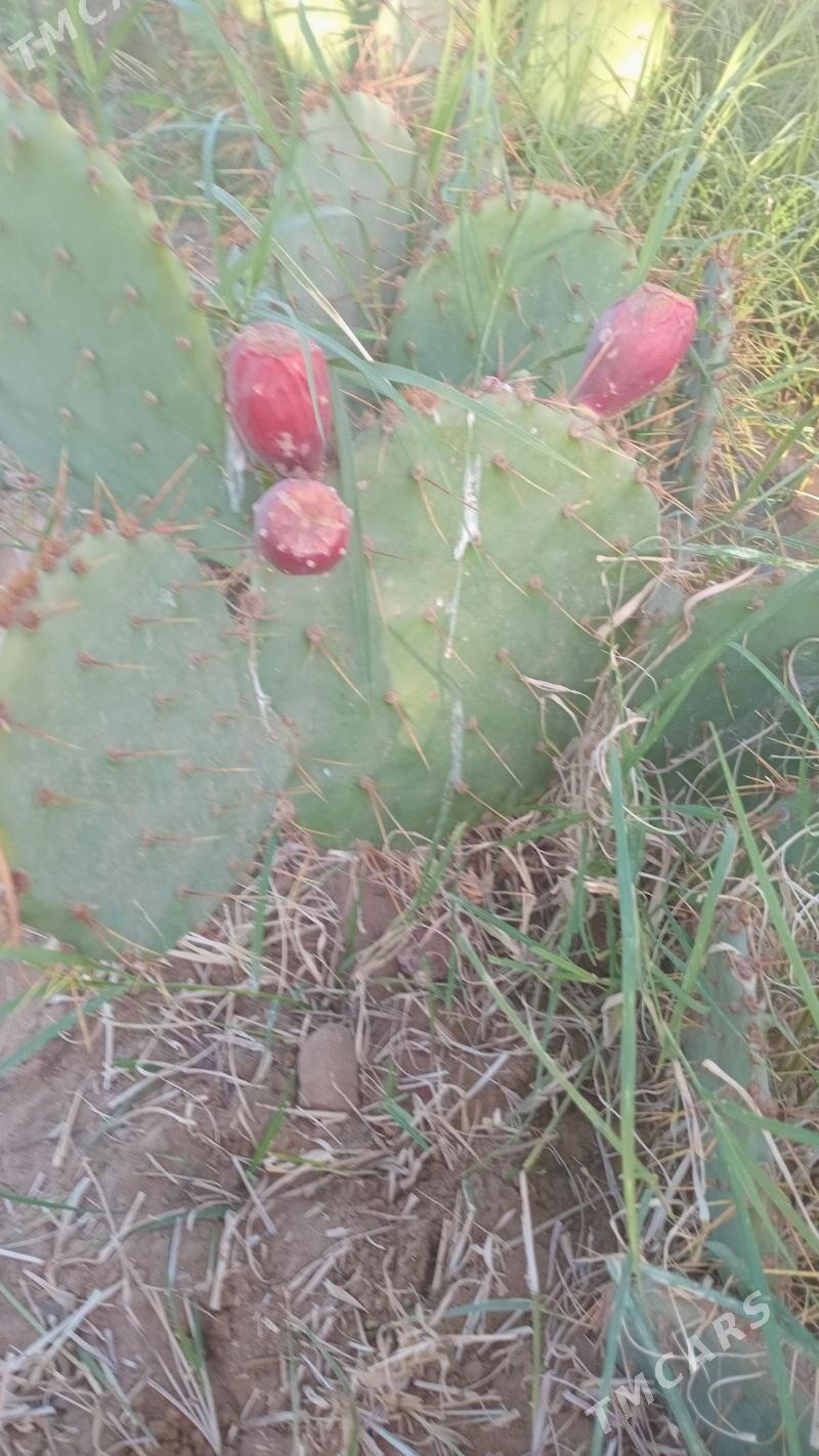 kaktus - Ýolöten - img 2