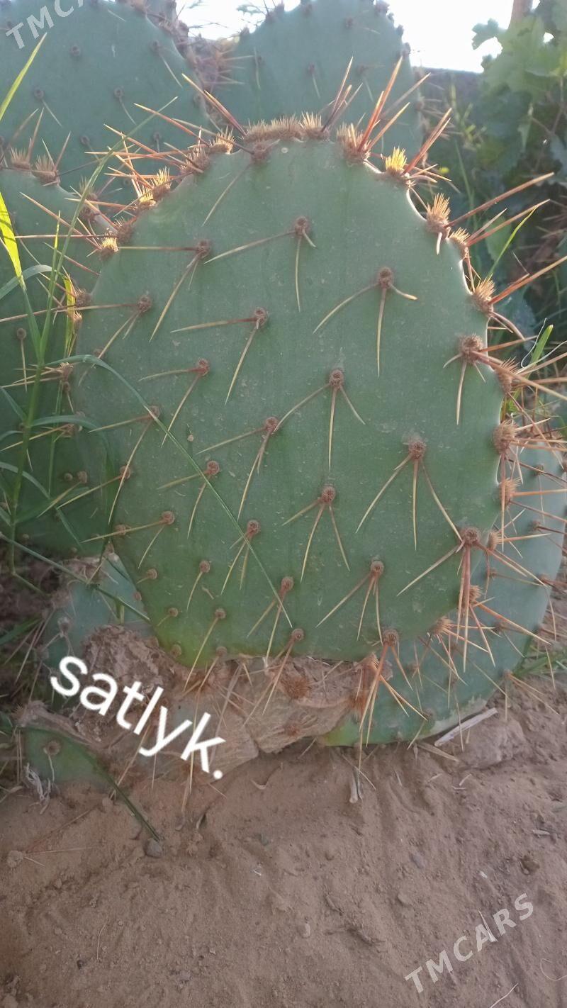 kaktus - Ýolöten - img 4