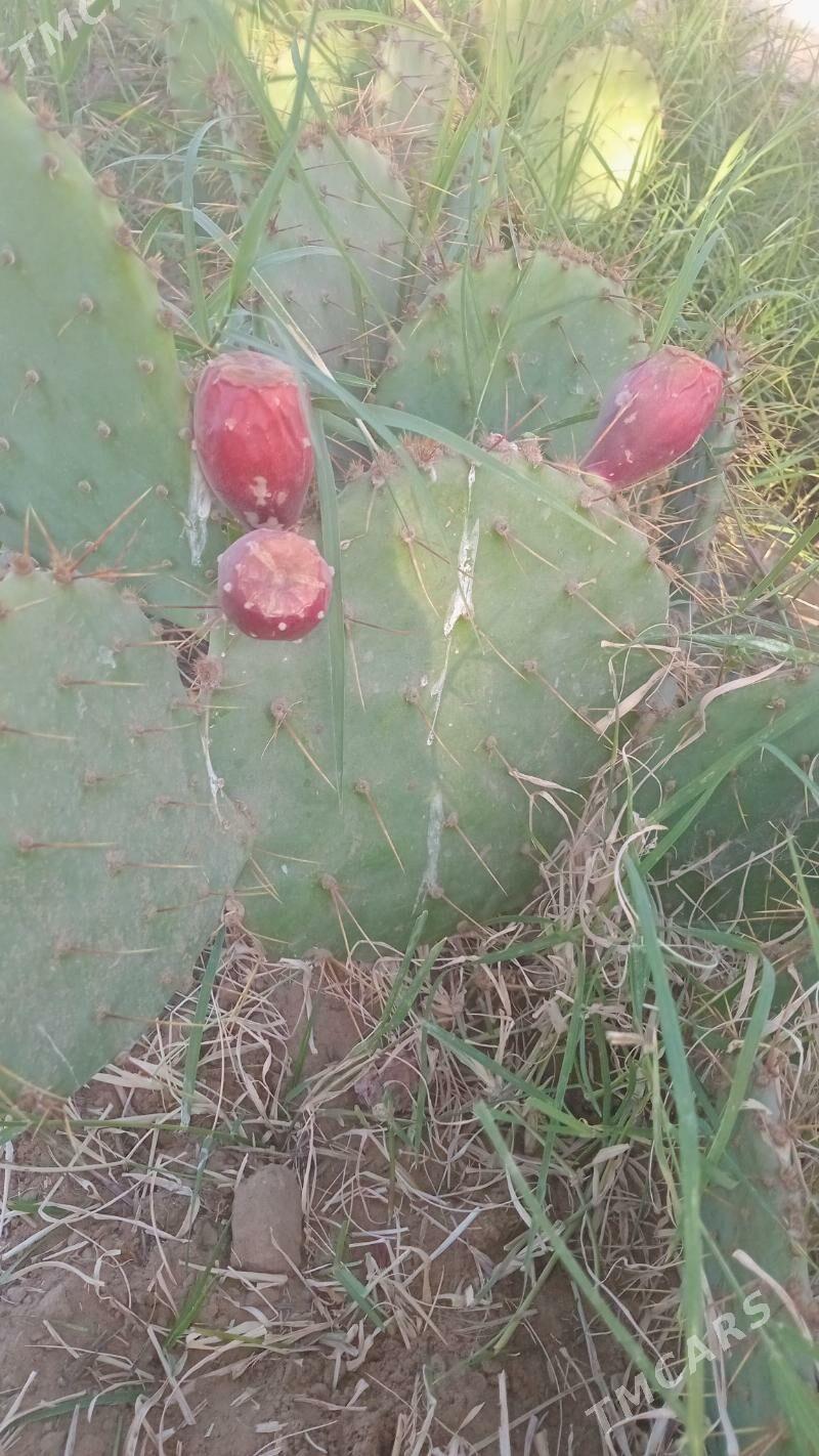 kaktus - Ýolöten - img 1