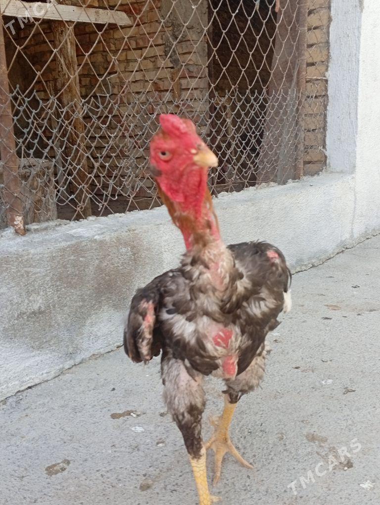 Taşkent horaz - Gökdepe - img 2