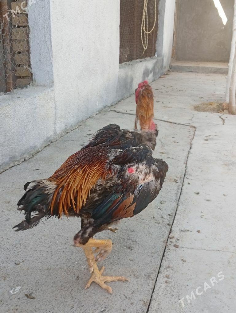 Taşkent horaz - Gökdepe - img 3