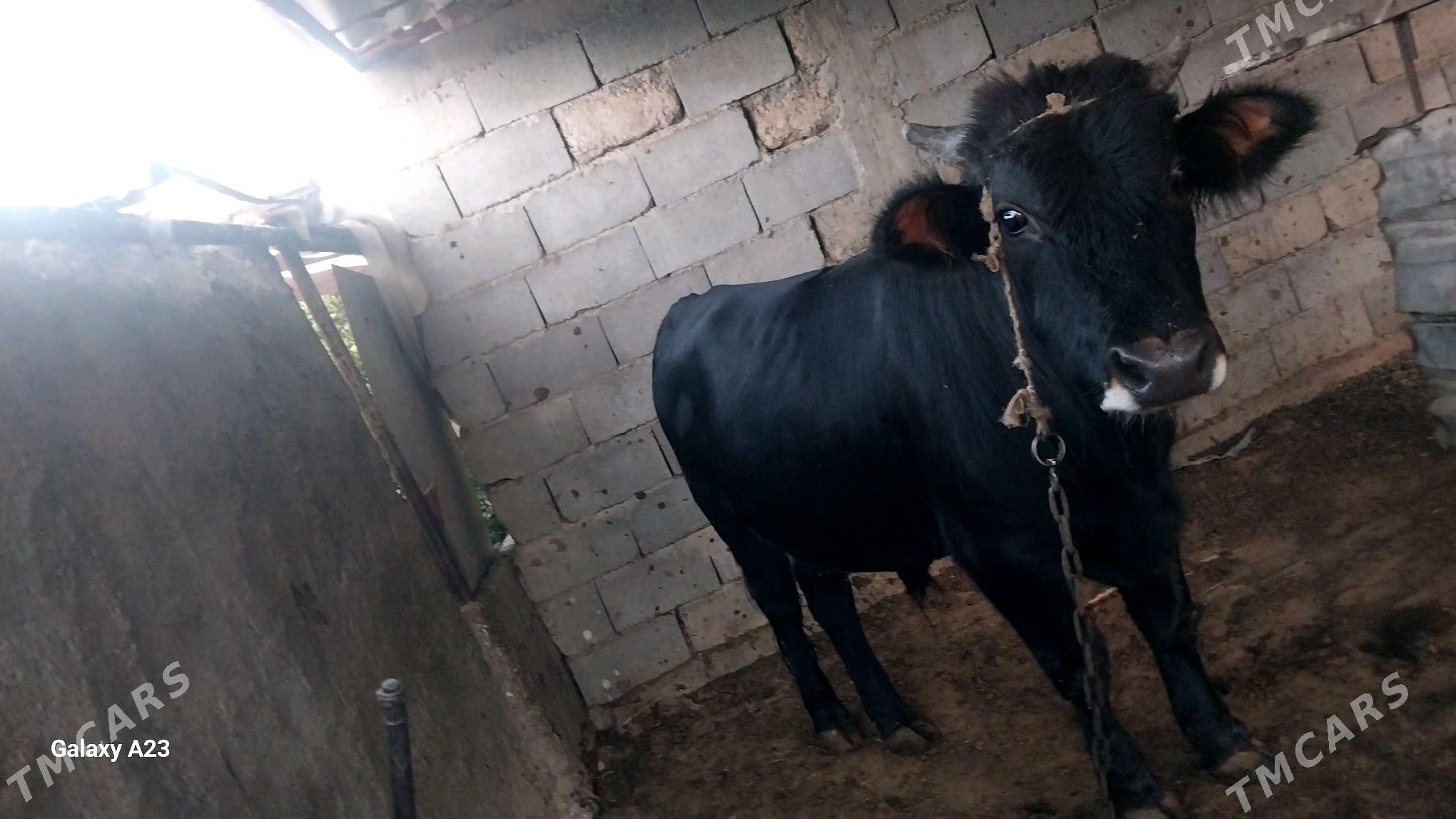 okuz  yas mal - Гёкдепе - img 2