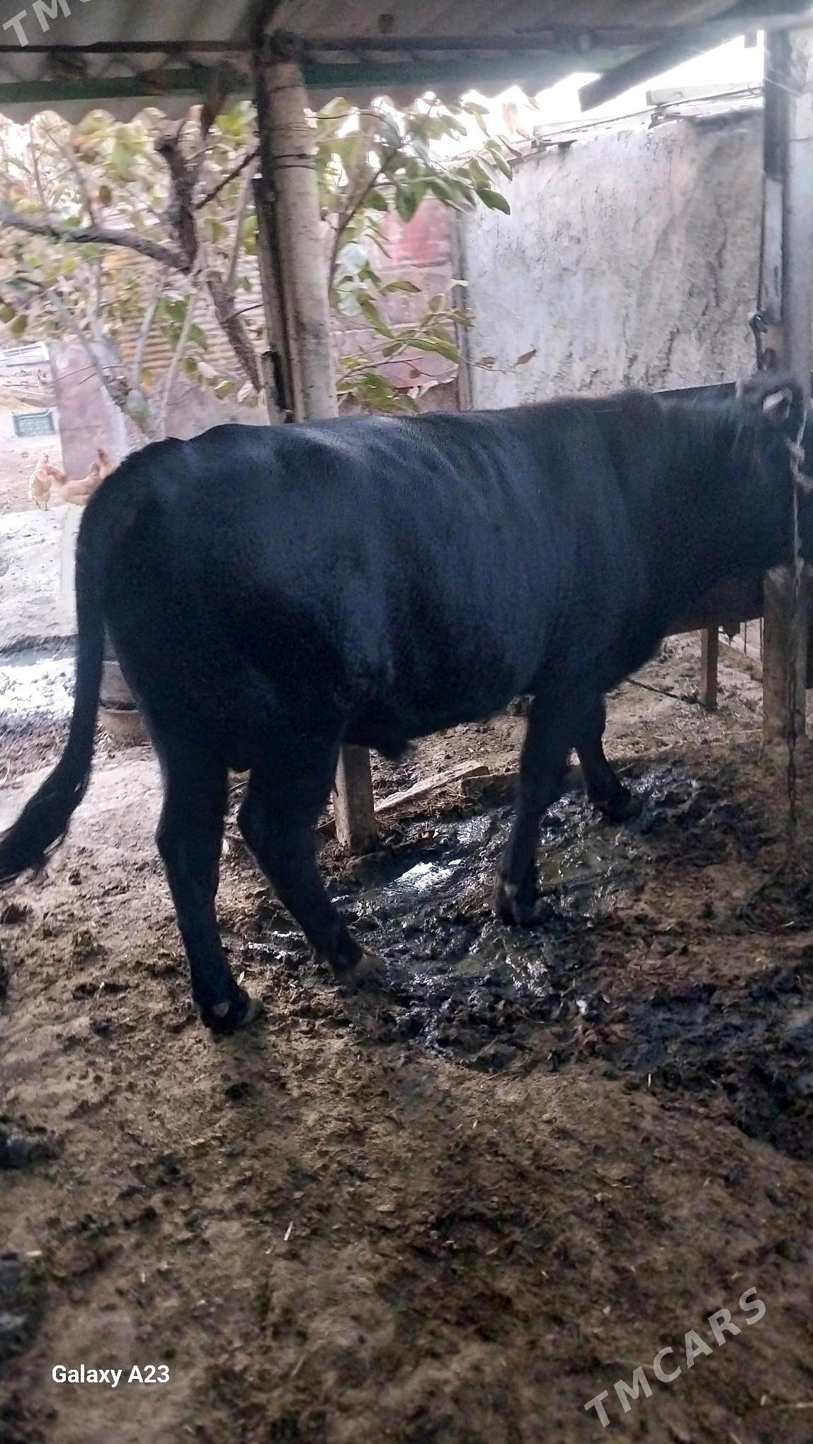 okuz  yas mal - Гёкдепе - img 3