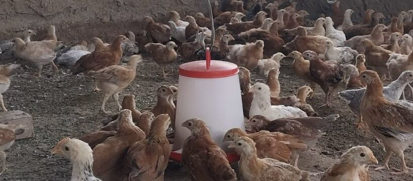 JÜÝJE JÜJE JUJE ЦЫПЛЕНОК - Aşgabat - img 1