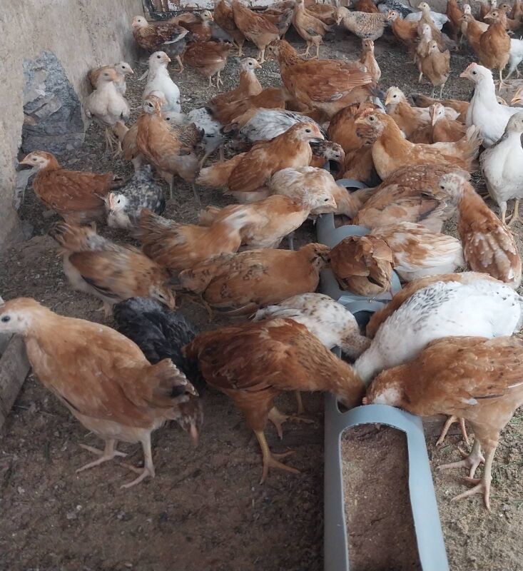 JÜÝJE JÜJE JUJE ЦЫПЛЕНОК - Aşgabat - img 2