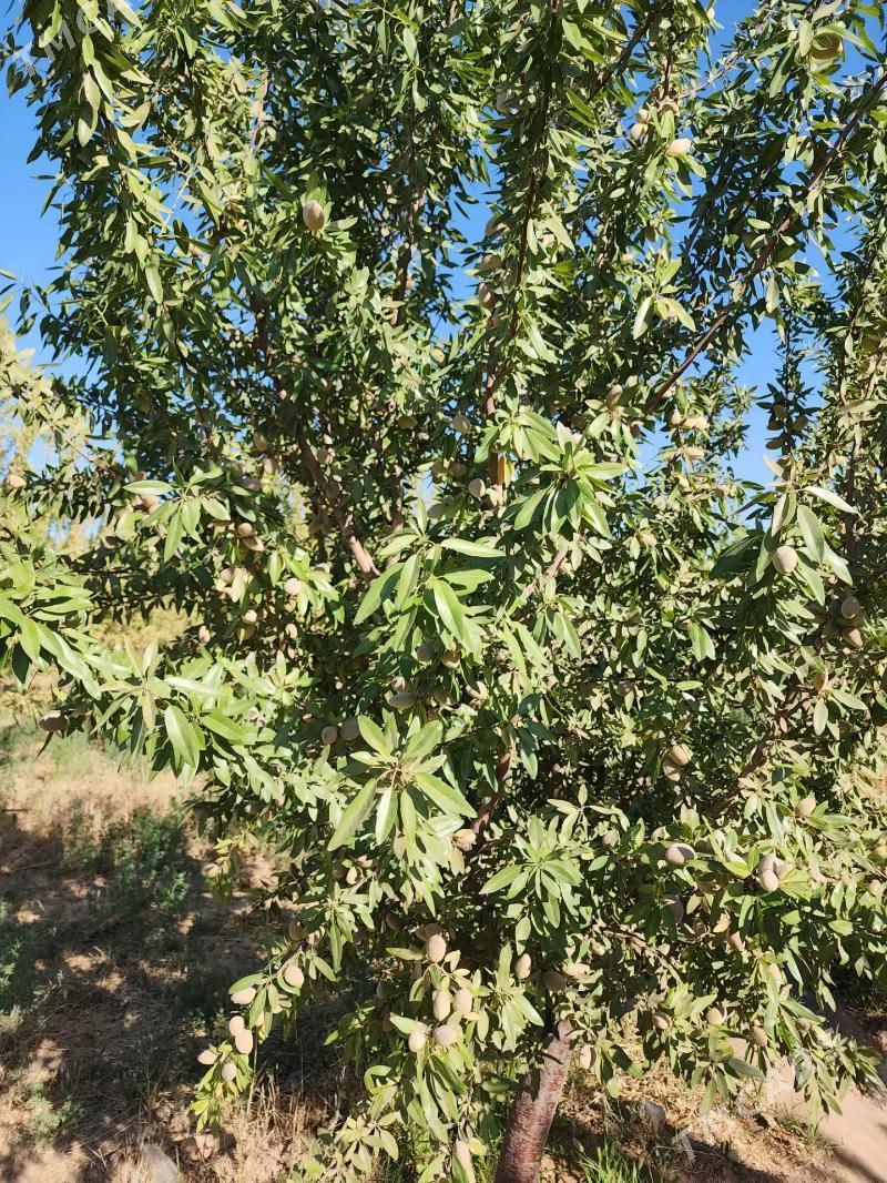 12 ga mulk yer - Ак-Бугдайский этрап - img 5