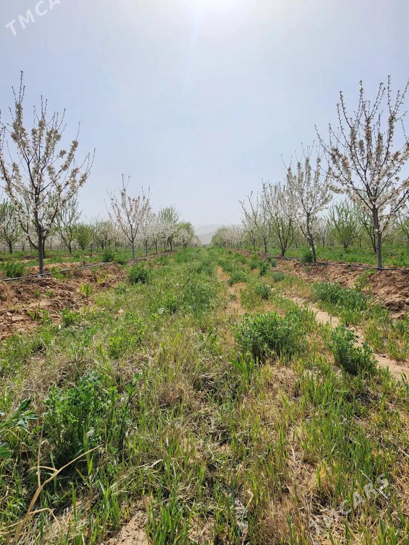 12 ga mulk yer - Ак-Бугдайский этрап - img 1