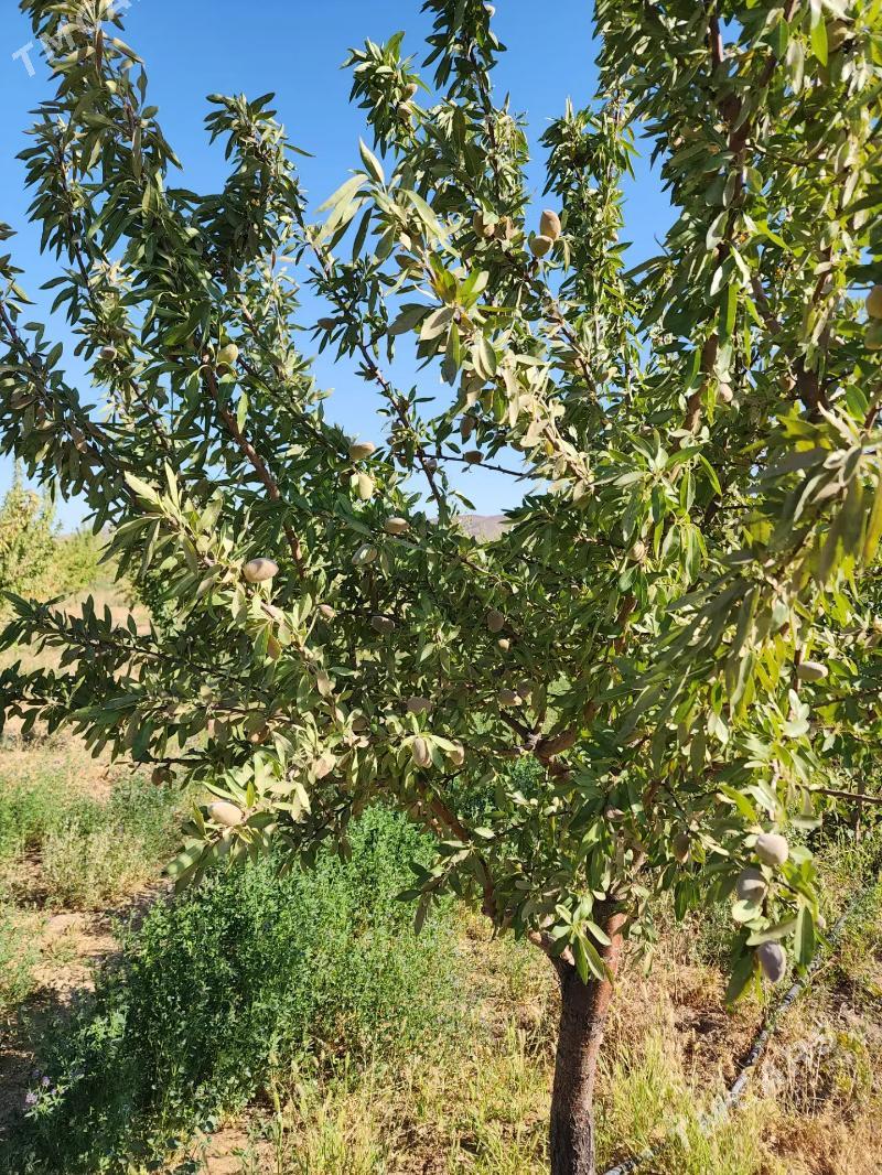 12 ga mulk yer - Ак-Бугдайский этрап - img 2