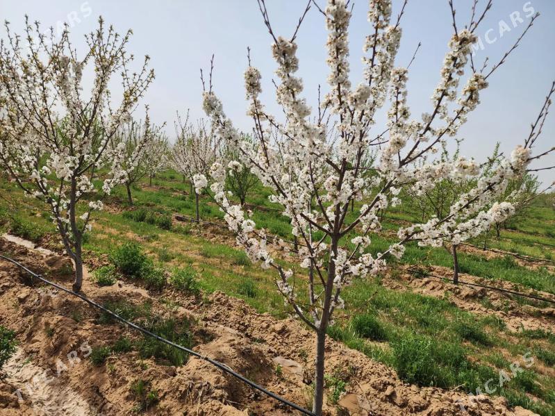 12 ga mulk yer - Ак-Бугдайский этрап - img 3