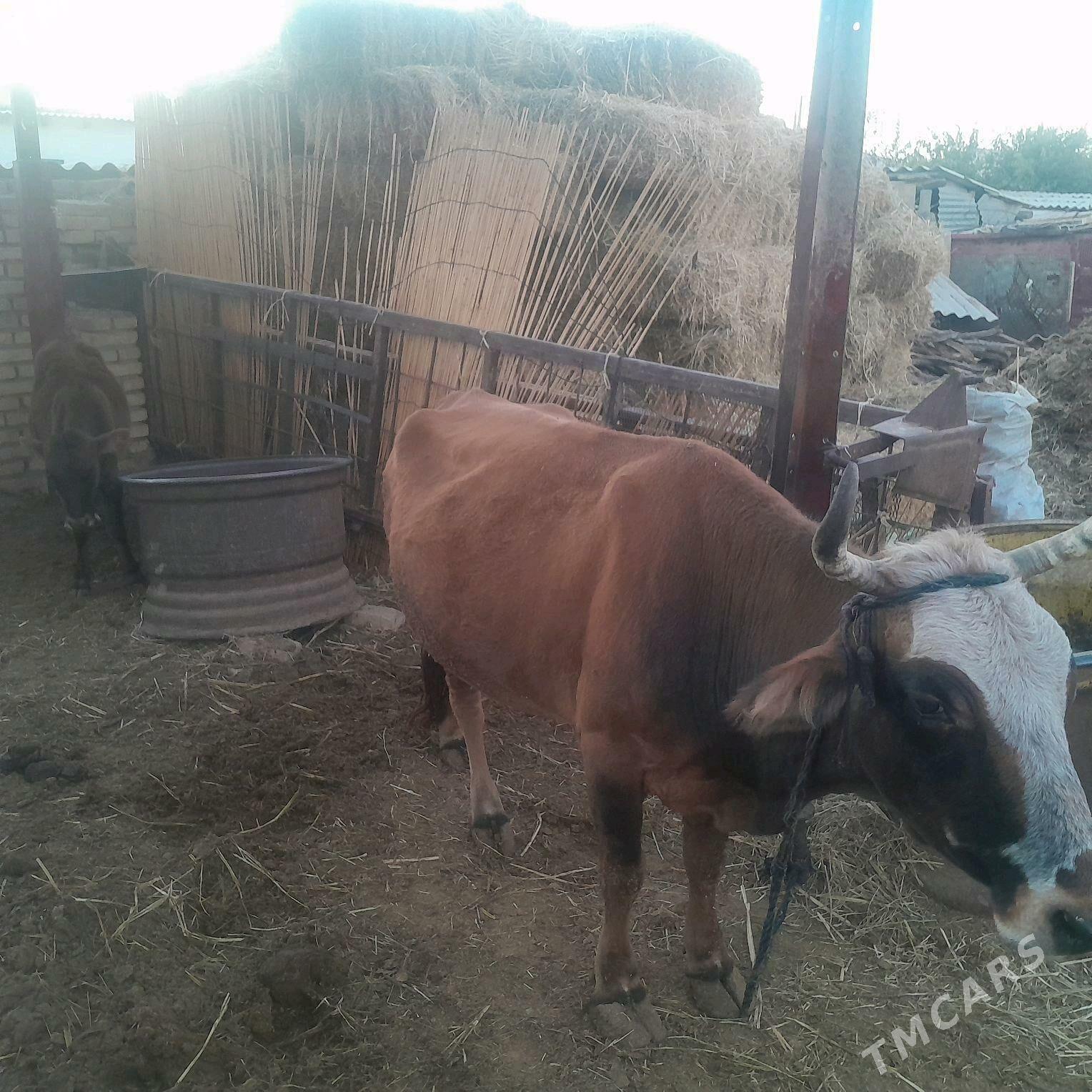 Göleli sygyr - Бабадайхан - img 1