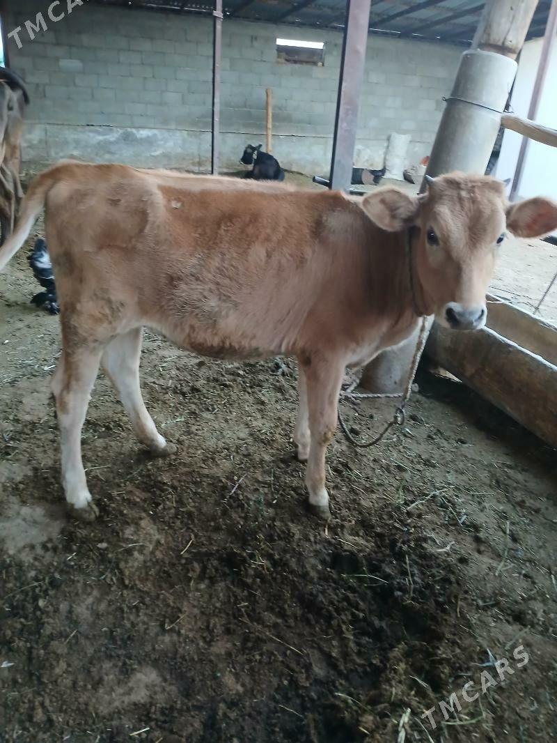 Tüwe - Гёкдепе - img 1