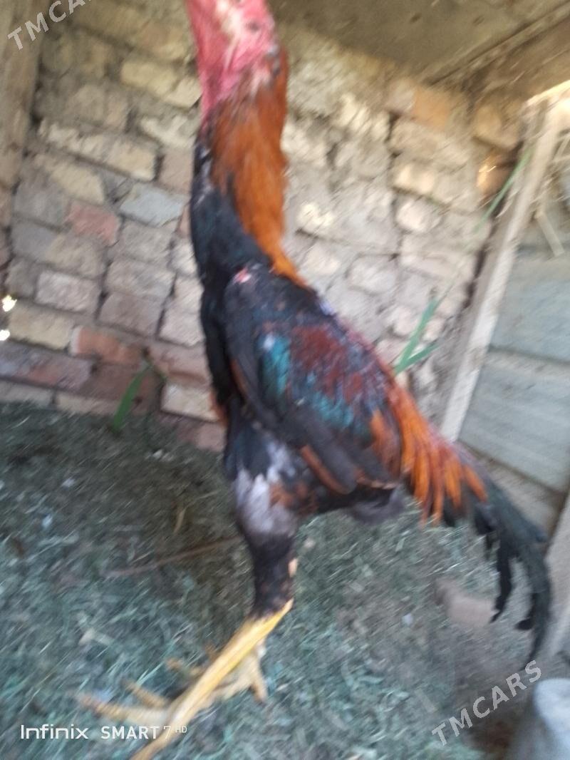 horoz - Мары - img 2