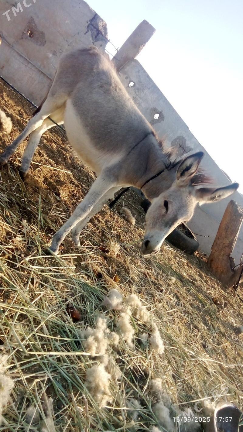 Eşek. ba amatly bahadan - Oguz han - img 2