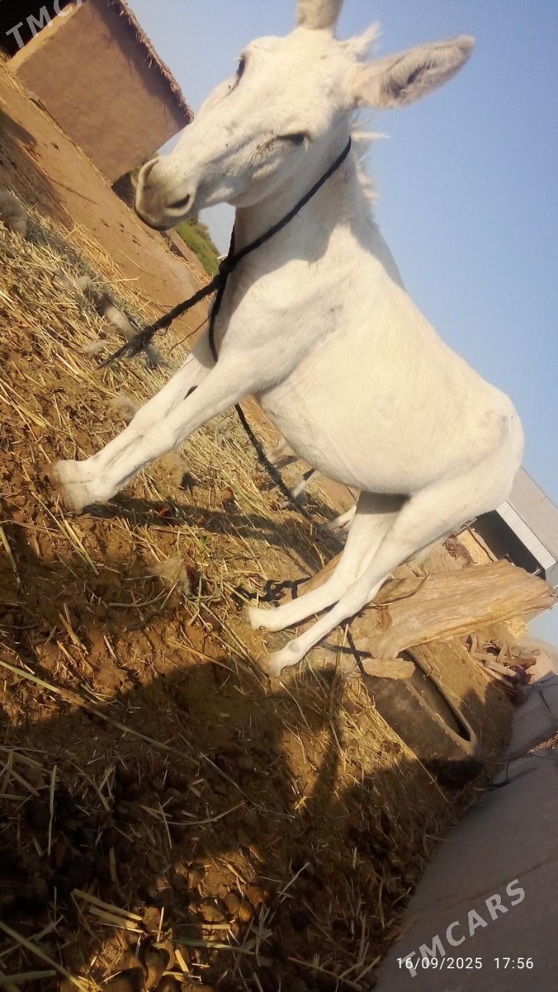 Eşek. ba amatly bahadan - Oguz han - img 3