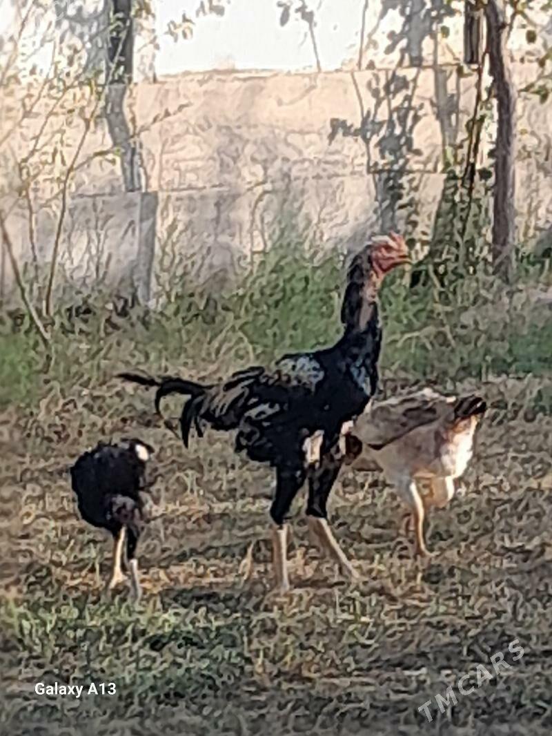 Bayes towuk - Мары - img 1