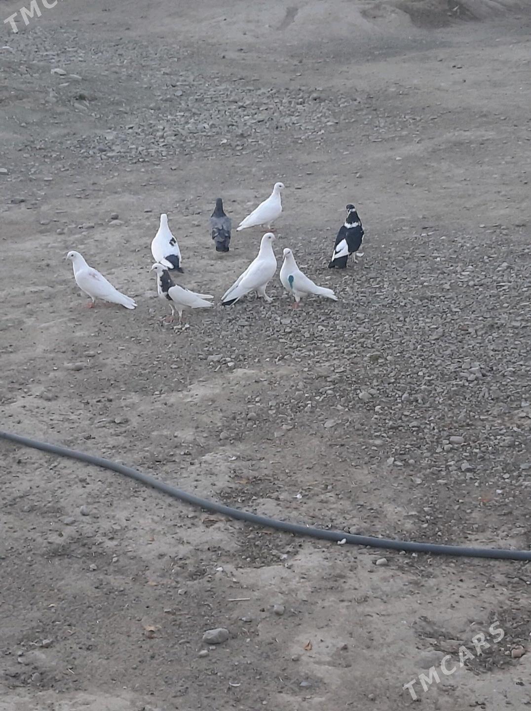 гуш - Махтумкули - img 1