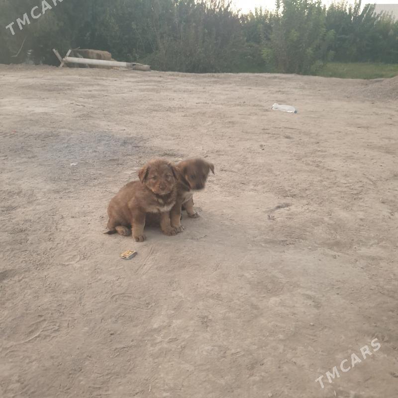 awçarka - Mary - img 3