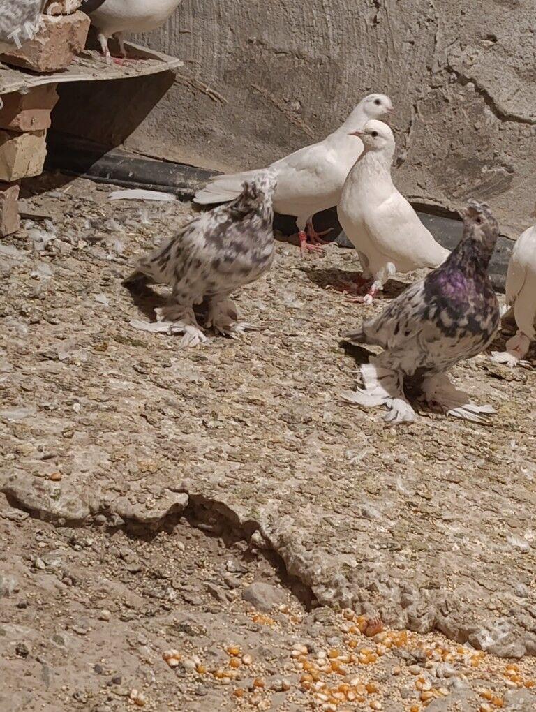 kepderi - Ýolöten - img 4